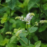 薄荷の花
