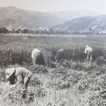 薄荷刈り取り風景